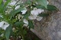 white water henna flower image