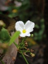 White water jasmine flower