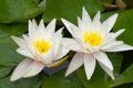 White water lilies Royalty Free Stock Photo