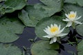 White Water Lilies Royalty Free Stock Photo