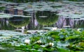 White water lilies bloom in the pond in the early morning.