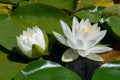 White water lilies down at the pond Royalty Free Stock Photo