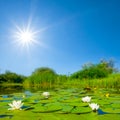 white water lilies floating on a lake at sunny day Royalty Free Stock Photo