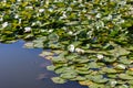 White water lilies with green leaves in forest lake. NAture and purity concept. Summer forest and pond. Royalty Free Stock Photo