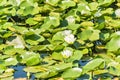 White water lilies among green leaves growing on a lake water surface Royalty Free Stock Photo