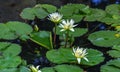 White Water Lilies in a Pond of Green Lily Pads