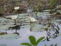 White water lilies, lake with green leaves