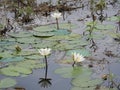 White water lilies, lake with green leaves