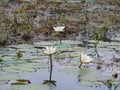 White water lilies, lake with green leaves