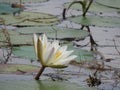 White water lilies, lake with green leaves