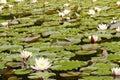 White Water Lilies on a lake Royalty Free Stock Photo
