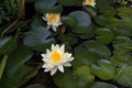 White water lilies and lily pads in pond Royalty Free Stock Photo