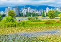 White Water Lilies Pond Vanier Park Vancouver British Columbia C Royalty Free Stock Photo