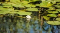 White water lilies in the Romanian Danube Delta.beautiful European white water lilly in Danube Delta, Romania Royalty Free Stock Photo