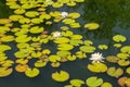 White Water Lilies on Tranquil Summer Pond