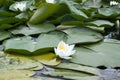 White water lilies among wet leaves on the river