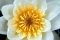 White water lilies with yellow center on the water. Macro photo Royalty Free Stock Photo