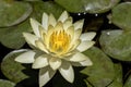 White water liliy on water of pond, lilium, recorded in Saint Jerusalim Royalty Free Stock Photo