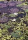 White water lillis with algae Royalty Free Stock Photo