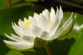 White Water Lilly Royalty Free Stock Photo