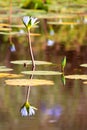 White water Lilly Royalty Free Stock Photo