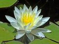 White water-lilly Royalty Free Stock Photo