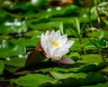White water lilly blossom in a pond Royalty Free Stock Photo