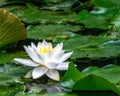 White water lilly blossom in a pond Royalty Free Stock Photo
