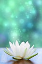 White water lilly flower Royalty Free Stock Photo