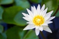 White water Lilly flower close up. Royalty Free Stock Photo