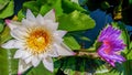 White water lilly flower Royalty Free Stock Photo