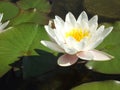 White Water Lilly Flower Royalty Free Stock Photo