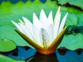 A white water lilly flower on the river Royalty Free Stock Photo