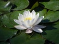 White water lilly Royalty Free Stock Photo