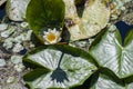White water lilly with green leaves on water Heviz lake in Hungary Royalty Free Stock Photo