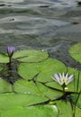 White water lilly with leaves. Royalty Free Stock Photo