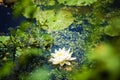 White water lilly and lilly pads in pond Royalty Free Stock Photo