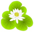 White Water Lilly Lotus Leaves Royalty Free Stock Photo