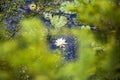 White water lilly and lilly pads in pond Royalty Free Stock Photo