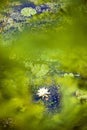 White water lilly and lilly pads in pond Royalty Free Stock Photo