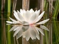 White water lilly Royalty Free Stock Photo