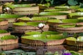 White Water Lilly among Victoria Regia water lilies Royalty Free Stock Photo