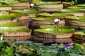 White Water Lilly among Victoria Regia water lilies Royalty Free Stock Photo