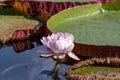 White Water Lilly among Victoria Regia water lilies Royalty Free Stock Photo