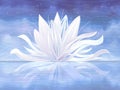 White water lily Royalty Free Stock Photo