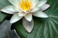 White water lily Royalty Free Stock Photo