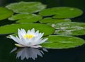 White water-lily Royalty Free Stock Photo