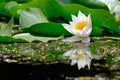 White water lily Royalty Free Stock Photo