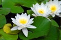 White water lily Royalty Free Stock Photo