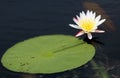 White water lily Royalty Free Stock Photo